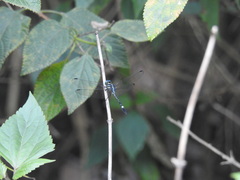Hylaeothemis apicalis