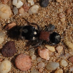 Ronisia barbarula