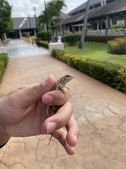 Leiocephalus personatus