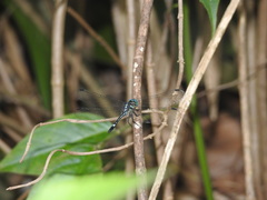 Hylaeothemis apicalis