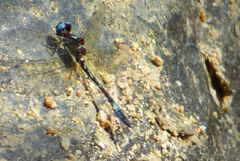 Macrothemis pseudimitans