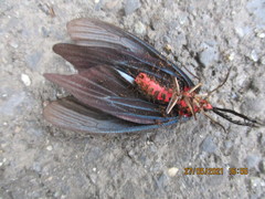 Histia flabellicornis