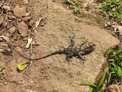 Psammophilus dorsalis