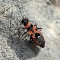 Horvathiolus guttatus