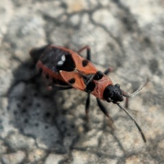 Horvathiolus guttatus