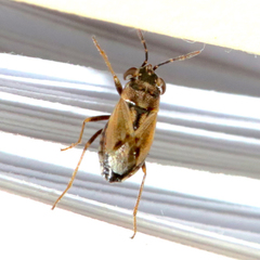 Geocoris bullatus