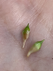 Sparganium androcladum