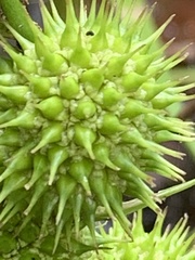Sparganium androcladum