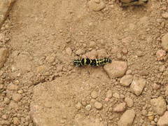 Tinolius eburneigutta