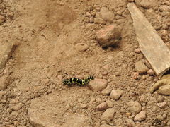 Tinolius eburneigutta