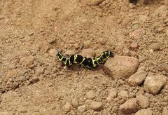 Tinolius eburneigutta