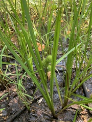 Sparganium androcladum