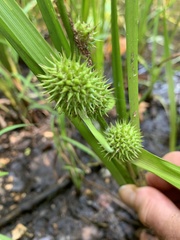 Sparganium androcladum