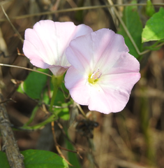 Convolvulus arvensis