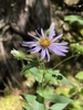 Rough Wood Aster - Photo (c) Patrick Sweeney, some rights reserved (CC BY-NC), uploaded by Patrick Sweeney