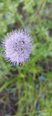 Allium splendens