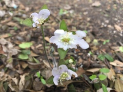 Hepatica