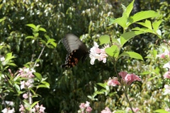 Papilio polytes