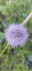 Allium splendens