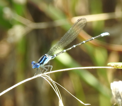Argia sedula