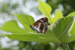 Limenitis sulpitia