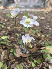 Hepatica