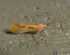 Limnephilus externus