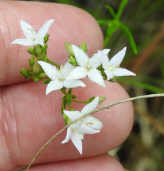 Stenaria nigricans