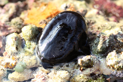Scutus