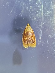 Acleris curvalana