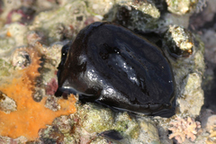Scutus