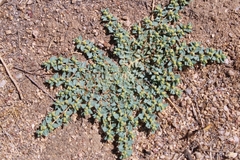 Euphorbia ocellata