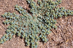 Euphorbia ocellata