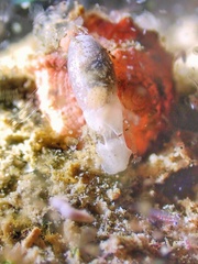 Roxaniella multistriata