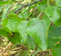 Cercis canadensis