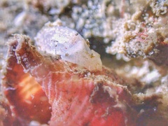 Roxaniella multistriata