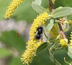 Osmia lignaria propinqua