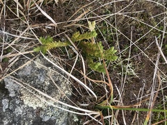 Huperzia appressa