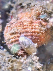 Roxaniella multistriata