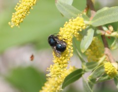 Osmia lignaria propinqua
