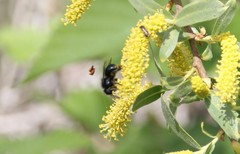 Osmia lignaria propinqua