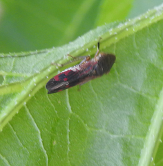 Homalodisca vitripennis