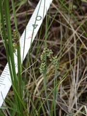 Carex bicolor