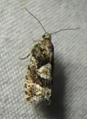 Zeiraphera improbana