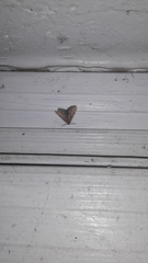 Idia diminuendis