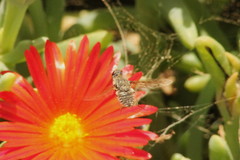 Spogostylum trinotatum