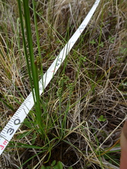 Carex bicolor