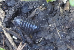 Armadillidium vulgare