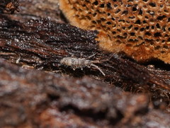 Paronellidae