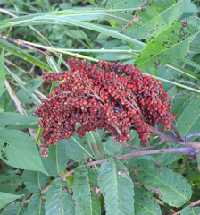 Rhus glabra